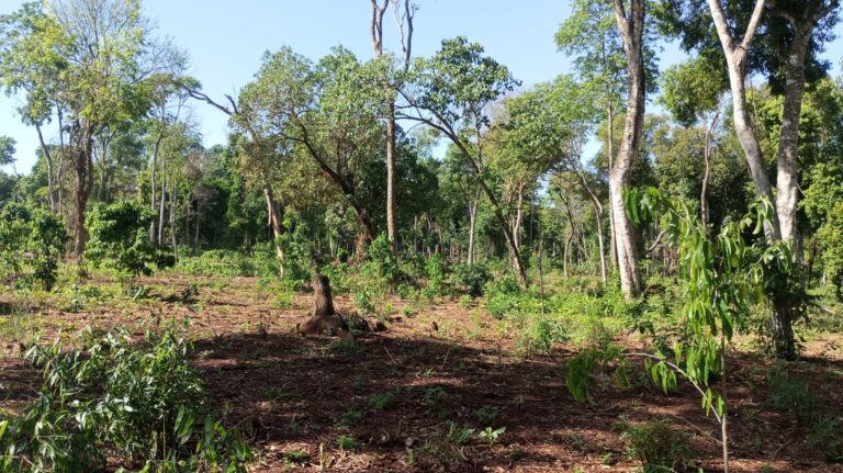 Asamblea histórica del pueblo Mbya Guaraní: la voz de las comunidades en primera persona whatsapp image 2025 10 15 at 10.17.21