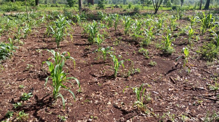 Asamblea histórica del pueblo Mbya Guaraní: la voz de las comunidades en primera persona whatsapp image 2025 10 15 at 10.17.23
