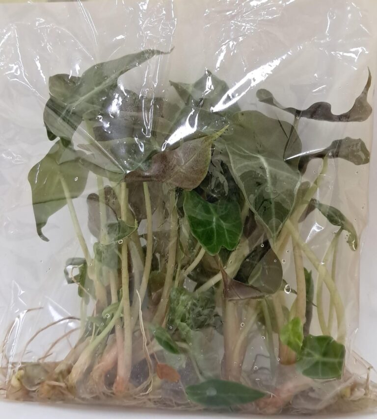 whatsapp image 2026 02 24 at 09.23.35