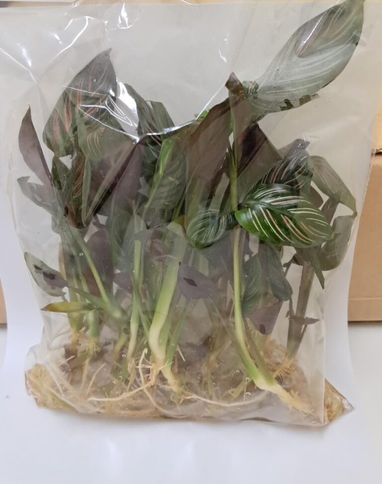 whatsapp image 2026 02 24 at 09.23.36