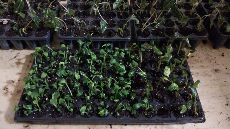 whatsapp image 2026 02 24 at 09.24.40