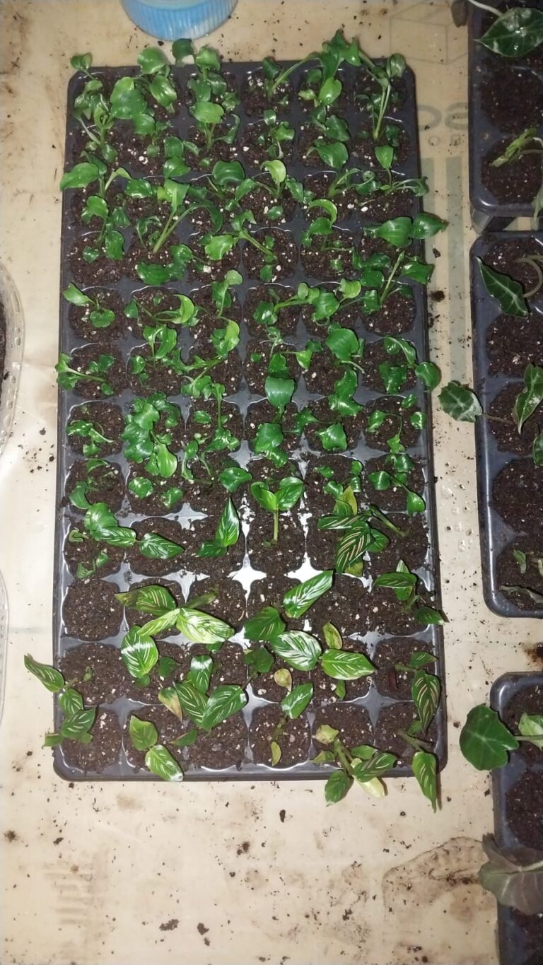 whatsapp image 2026 02 24 at 09.24.41