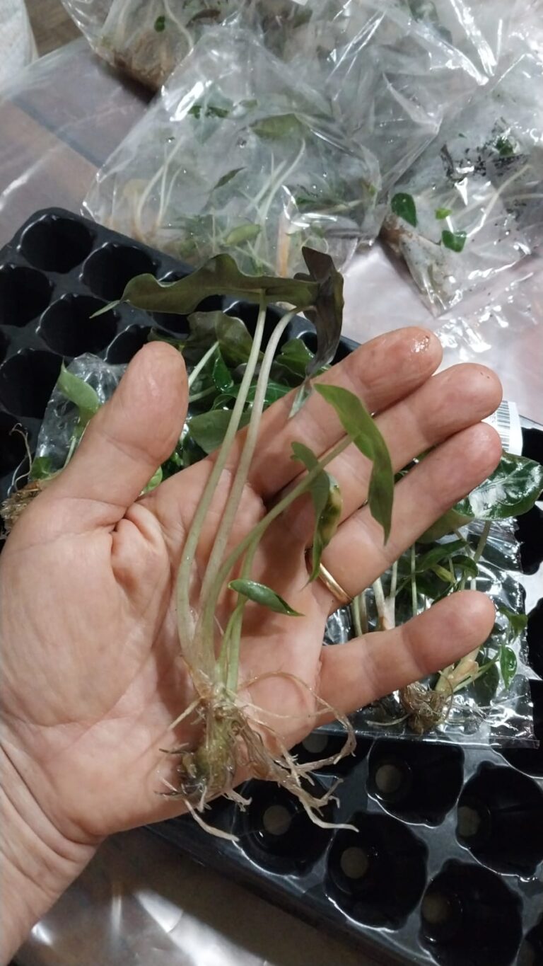 whatsapp image 2026 02 24 at 09.25.38