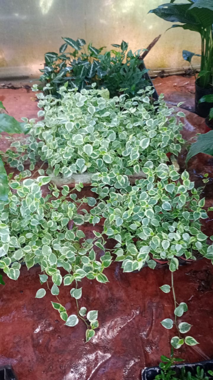 whatsapp image 2026 02 24 at 09.35.45